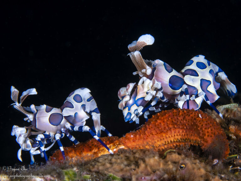 Diving Tulamben, Bali: Macro, Wide and Wreck! 20190413 - Villa Markisa (64 of 95)