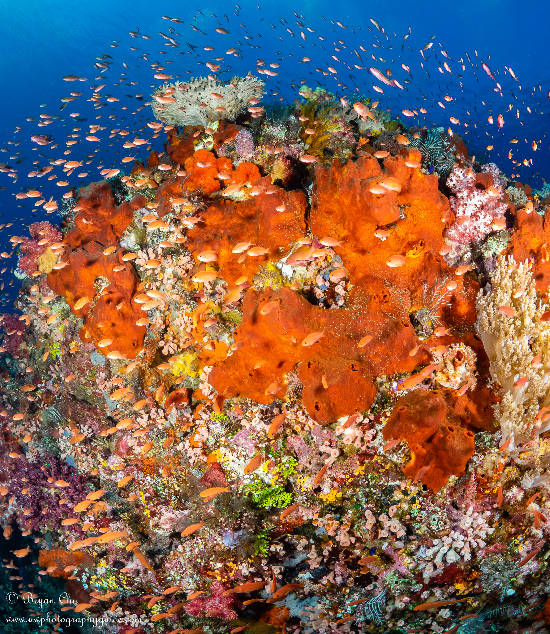 Diving Komodo, Indonesia
