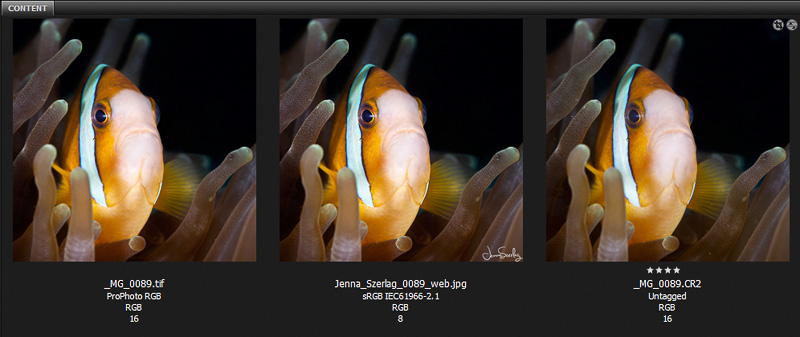 Adobe Bridge Screenshot of Master, Web and RAW files Master File
