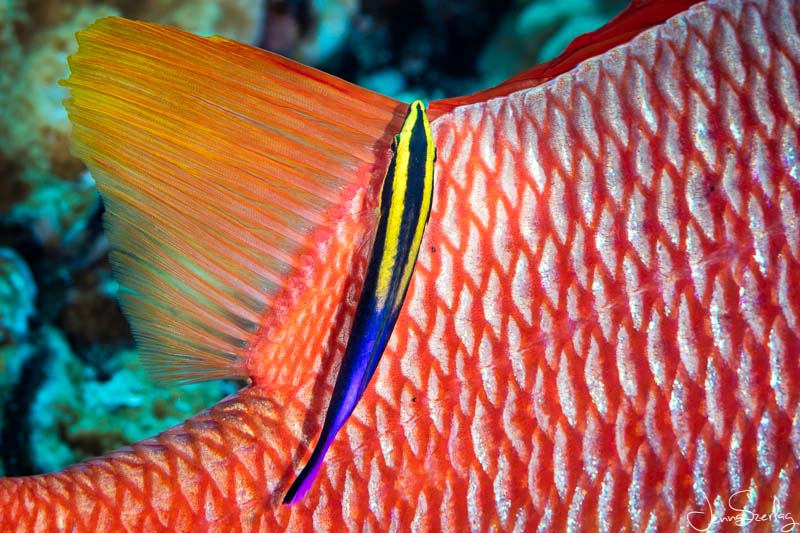 An endemic Hawaiian Cleaner Wrasse on a Longjaw Squirrelfish. Molokini Crater, Maui, Hawaii - Canon 5DSR, Canon EF 100mm lens, f/9, 1/160th @ ISO 100 Hawaiian Cleaner Wrasse