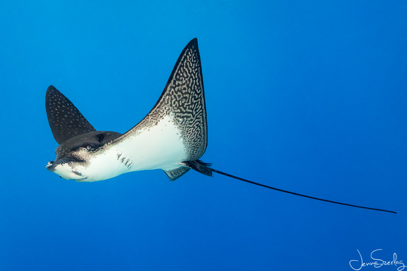 Spotted Eagle Ray. Kona, Hawaii Spotted Eagle Ray