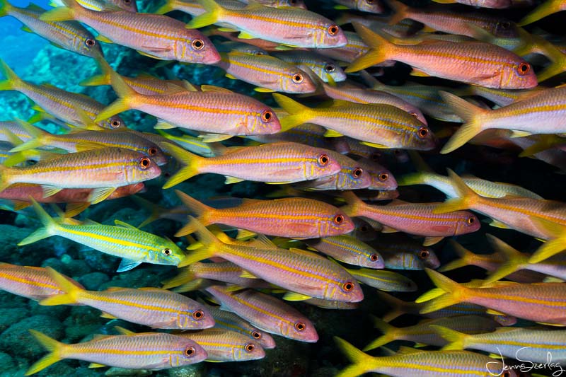 A school of yellowfin goatfish. Maui, Hawaii - Canon 5DSR, Canon EF 17-40mm lens, f/8, 1/125th @ ISO 100 Goatfish