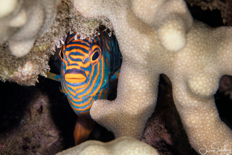 Endemic Potter’s Angelfish watching from the reef. Maui, Hawaii - Canon 5DSR, Canon EF 100mm lens, f/13, 1/200th @ ISO 100 Potter's Angelfish