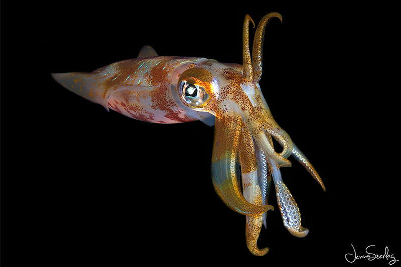 A squid swims at night. Kona, Hawaii -Canon 5DMKII, Canon EF 8-15mm fisheye lens, f/9, 1/200 @ ISO 100 Night Squid