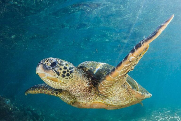 Green Sea Turtles Jenna_Szerlag_Hawaiian_GreenSeaTurtle_1