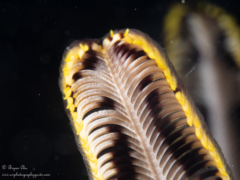 My standard test shot was this, with crinoids like these, as they clearly show whether they are being lit nicely (or not), and it was easy to shoot down at them and have less than 12" of water between them and the sand. Olympus OM-D E-M1, Olympus 60mm macro lens, Nauticam housing. Shot of crinoid on black background