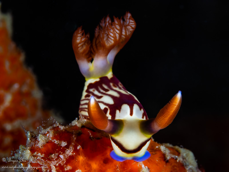 This nudibranch was crawling up the substrate and had sand about 12" below it. Inward facing strobes let me shoot this with a nice black background. Olympus OM-D E-M1, Olympus 60mm macro lens, Nauticam housing. Nudibranch with black background