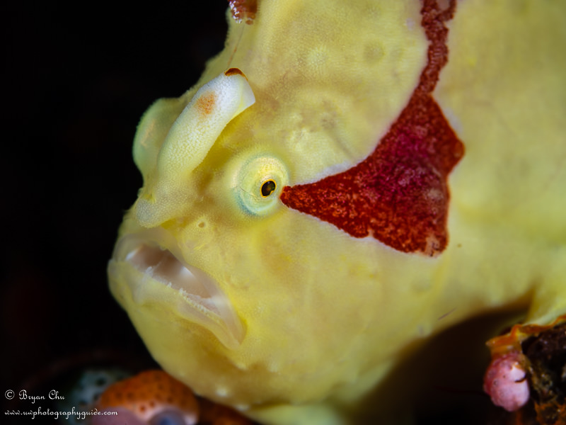 Frogfish are perfect subjects for using this technique. They are very stationary, and although they are often nestled in between sponges and other substrate material, there is often an angle that can be found with enough open water behind them to get a black background. This frogfish was on a wall sitting between some sponges, and I was able to find an angle where I could get about 10" of clear water behind this subject. Olympus OM-D E-M1, Olympus 60mm macro lens, Nauticam housing, 2x YS-D1 strobes. Frogfish with black background