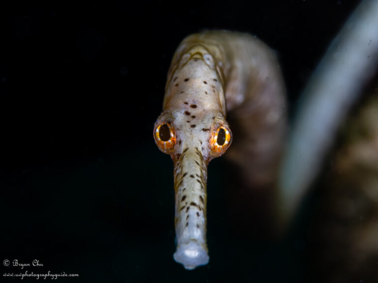 Diving Malapascua – Beyond the Thresher Sharks 2019-09-12-BCMalapascua-10