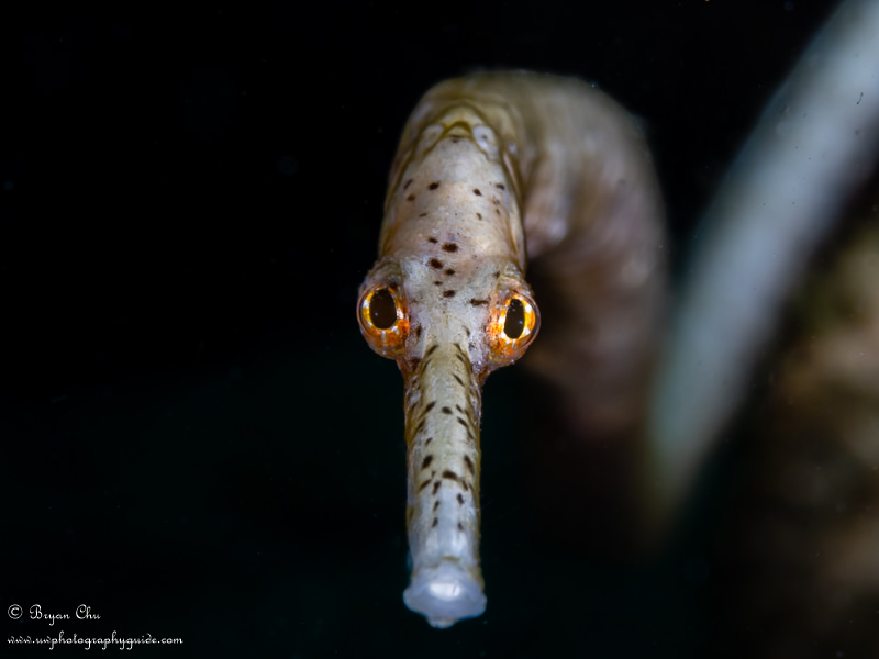 Diving Malapascua – Beyond the Thresher Sharks