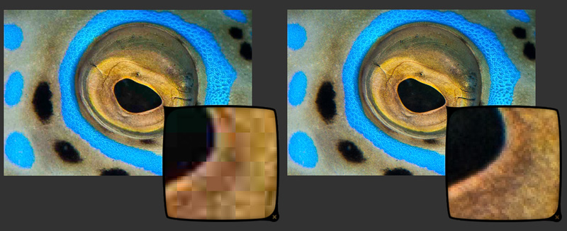 Compressed Jpeg on left vs. RAW image on right Compressed Jpeg on left vs. RAW image on right