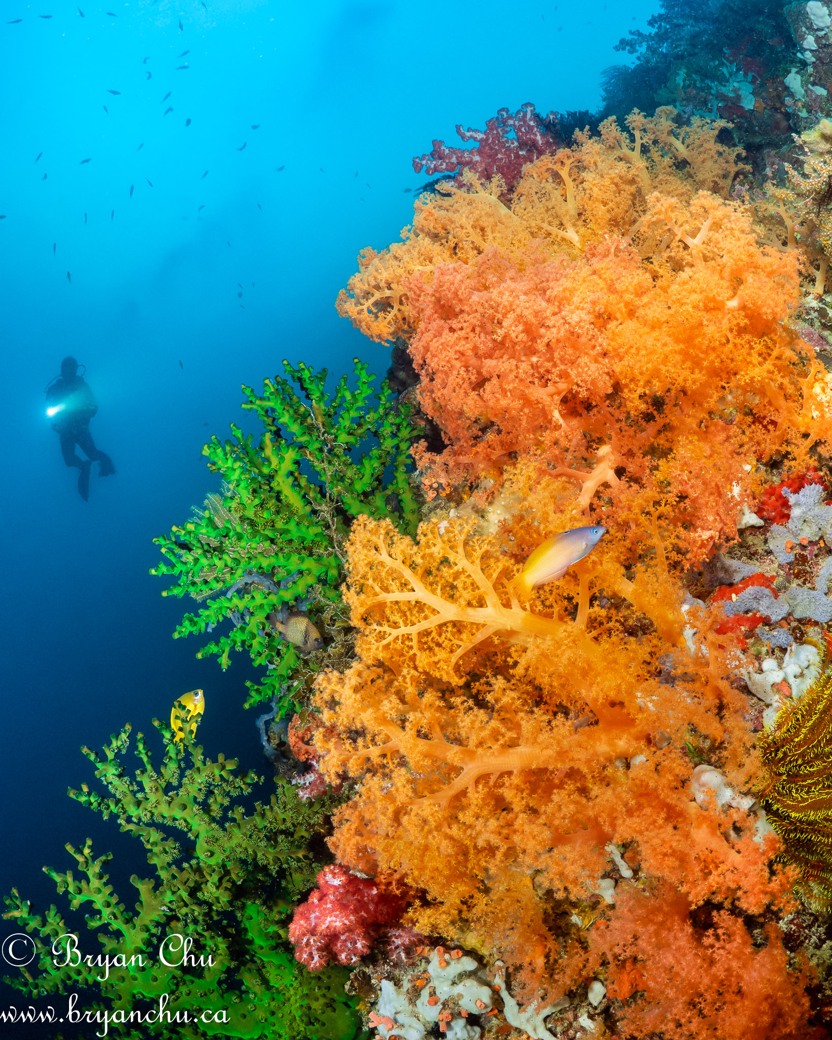 Diving Cabilao, Bohol: A Wall Diving Underwater Photography Tutorial