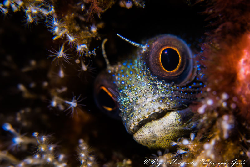 A tiny blenny taken with the Sony 90mm macro lens. Sony A7R IV, Ikelite A7R IV housing, dual Ikelite DS 161 strobes, the Sony 90mm macro lens, and the Bluewater +7 diopter. 1/250, f/11, ISO 200