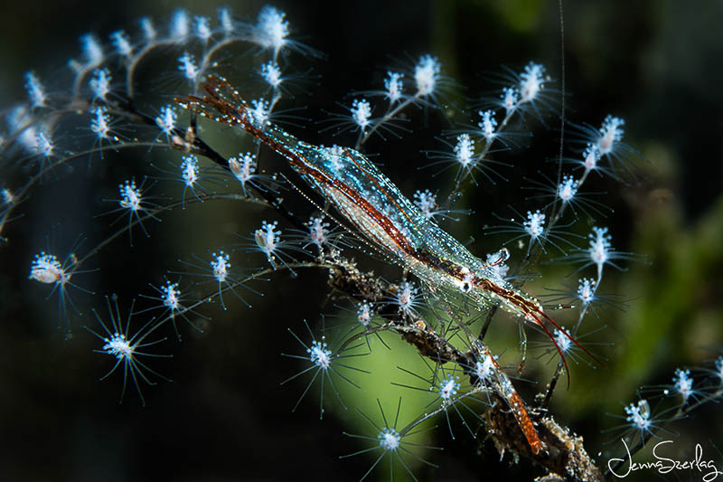 Canon 5DSr with EF100mm f/2.8L Macro IS USM Lens f/22, 1/250, ISO 100 Canon 5DSr with EF100mm f/2.8L Macro IS USM Lens f/22, 1/250, ISO 100