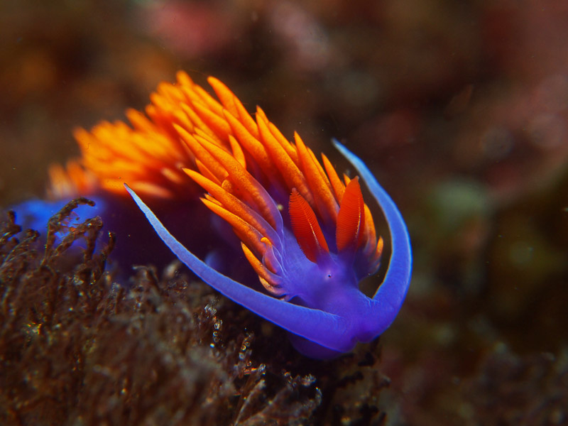 Olympus EPM1 with Bluewater Photo’s +7 macro diopter Olympus EPM1 with Bluewater Photo’s +7 macro diopter