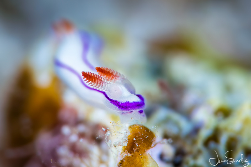 7mm Danielle’s Nudibranch, Canon 5DSr EF100mm f/2.8L Macro IS USM w/ Nauticam SMC-1, f/13, 1/125, ISO 100 7mm Danielle’s Nudibranch