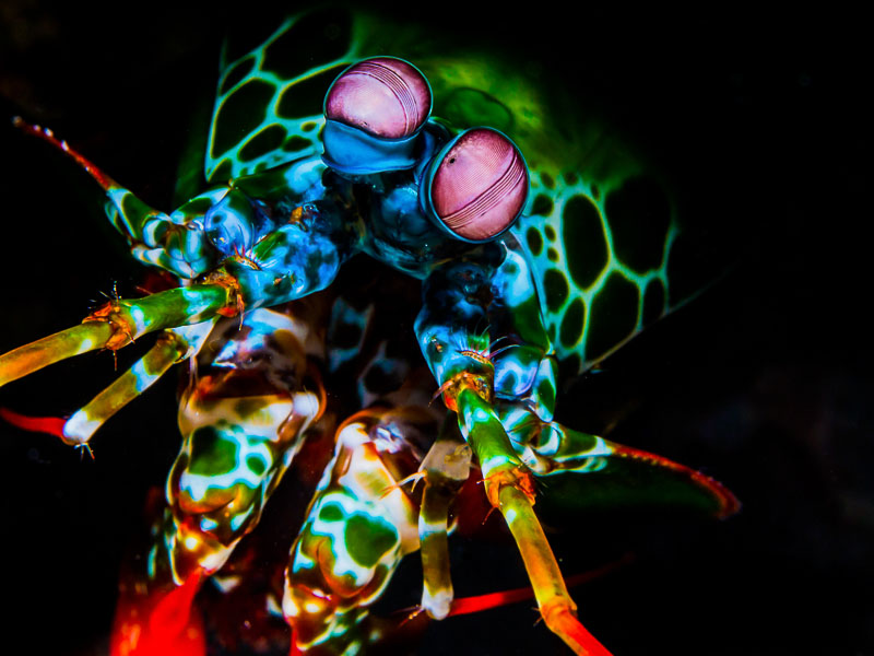 Olympus 60mm macro lens Olympus 60mm macro lens