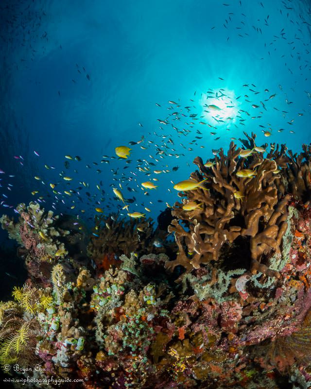 Simulon reefscape. Olympus OM-D E-M1, Olympus 8mm f/1.8 fisheye lens, Nauticam housing, Sea & Sea YS-D1 strobes. f/20, 1/320 sec, ISO 200.