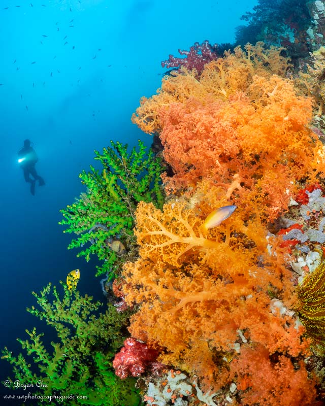 I've never seen a wall as carpeted with colorful soft corals as Pangangan wall. Beautiful! Olympus OM-D E-M1, Olympus 8mm f/1.8 fisheye lens, Nauticam housing, Sea & Sea YS-D1 strobes. f/6.3, 1/100 sec, ISO 100.