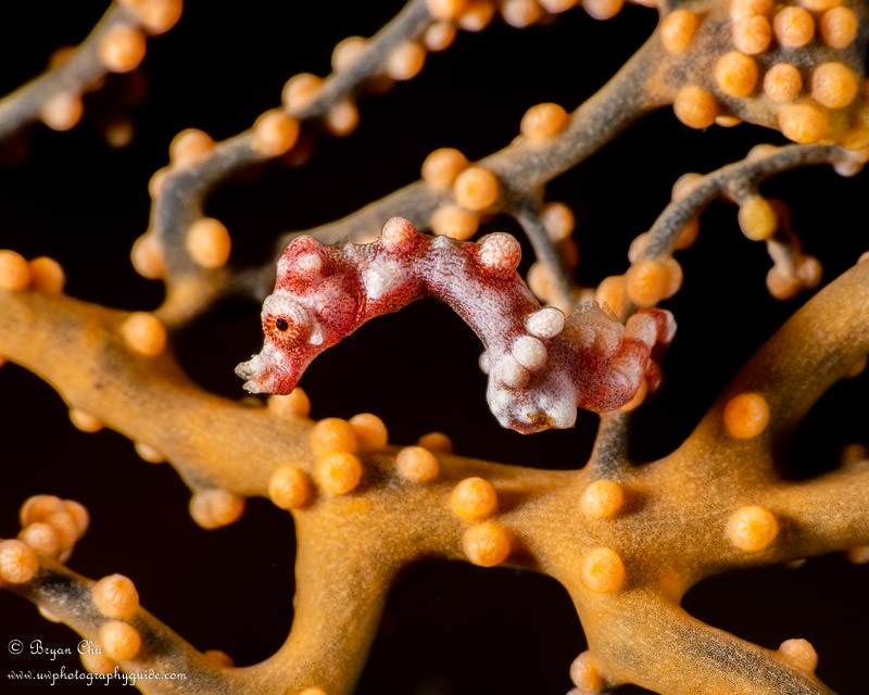 Denise's pygmy seahorse at Lighthouse 2 dive site. Olympus OM-D E-M1, Olympus 60mm f/2.8 macro lens, Nauticam housing, Sea & Sea YS-D1 strobes, Nauticam CMC-2 diopter. f/16, 1/320 sec, ISO 100. Denise's pygmy seahorse on a brown sea fan.