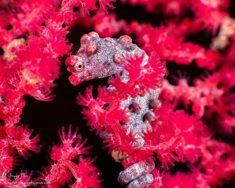 Bargibanti pygmy seahorse with sea fan polyps out, at Car Wreck dive site. Olympus OM-D E-M1, Olympus 60mm f/2.8 macro lens, Nauticam housing, Sea & Sea YS-D1 strobes, Nauticam CMC-2 diopter. f/16, 1/320 sec, ISO 100. Bargibanti pygmy seahorse in a sea fan