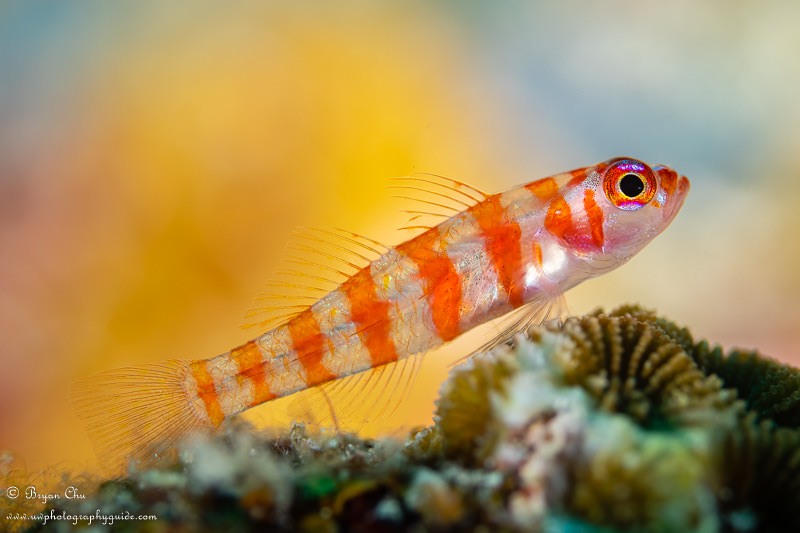 Striped goby on a coral at Pangangan Wall. Olympus OM-D E-M1, Olympus 60mm f/2.8 macro lens, Nauticam housing, Sea & Sea YS-D1 strobes. f/3.2, 1/320 sec, ISO 100. Striped goby on coral