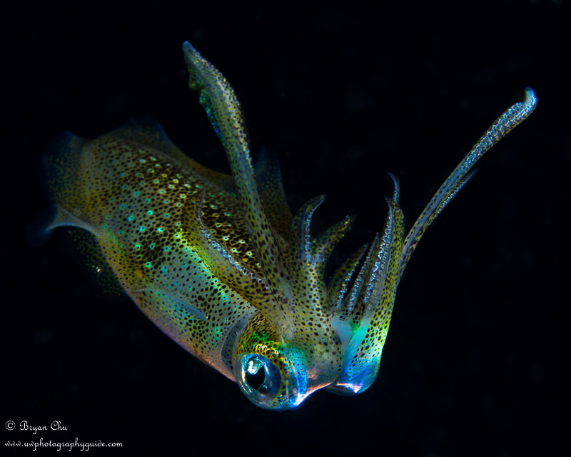 Squid from a night dive on the house reef. Olympus OM-D E-M1, Olympus 60mm f/2.8 macro lens, Nauticam housing, Sea & Sea YS-D1 strobes. f/13, 1/320 sec, ISO 100. Squid photo at night