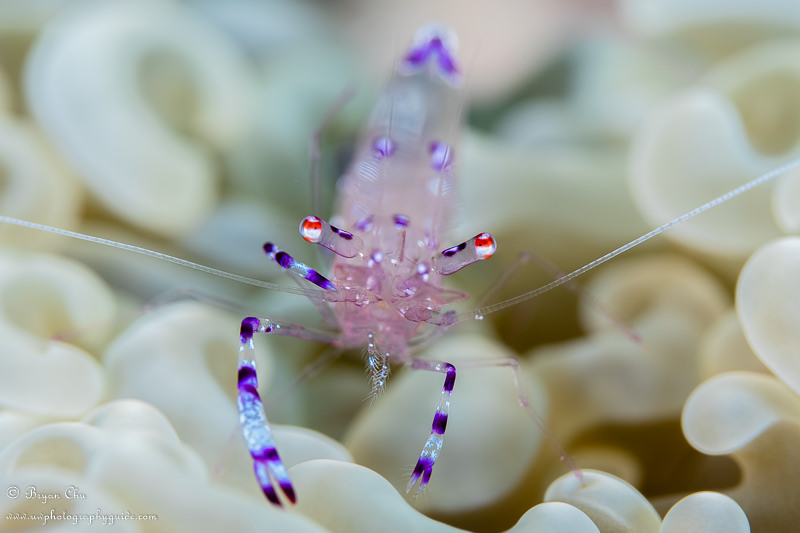 Anemone shrimp with shallow depth of field, at Fallen Tree. Olympus OM-D E-M1, Olympus 60mm f/2.8 macro lens, Nauticam housing, Sea & Sea YS-D1 strobes. f/5.6, 1/320 sec, ISO 100. Anemone shrimp head on shot