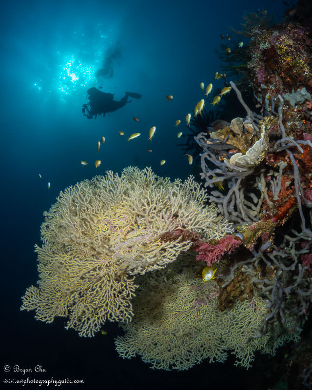 Gorgonian shot at South Point wall with 3 points of interest; diver, sunball and fan (plus bonus fish)! Olympus OM-D E-M1, Olympus 8mm f/1.8 fisheye lens, Nauticam housing, Sea & Sea YS-D1 strobes. f/18, 1/320 sec, ISO 100. Diver, sunball and gorgonian sea fan on South Point Wall