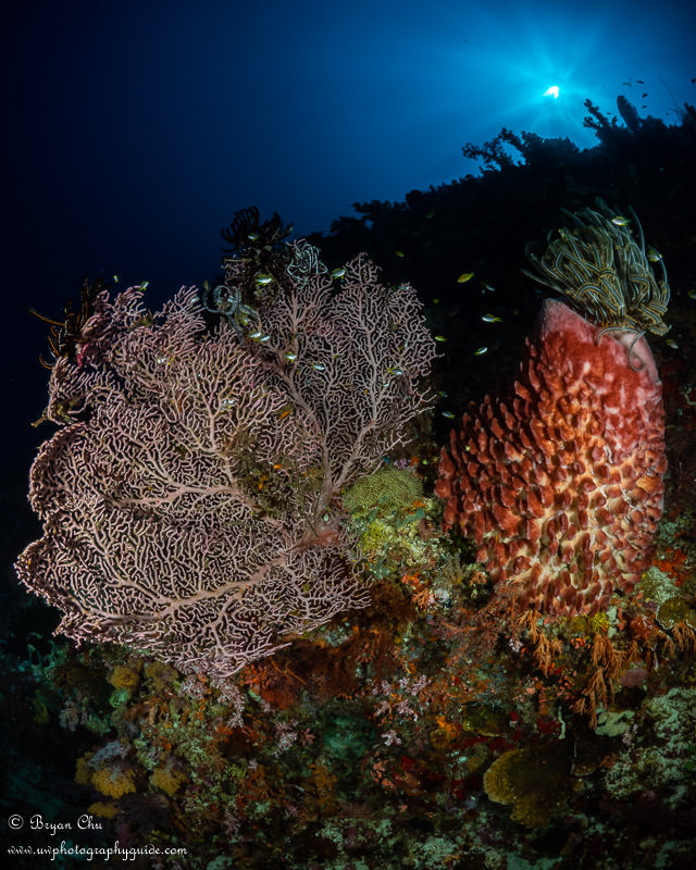 Reefscape down at 100 ft. I just love how the sun looks after filtering down through that much water! Olympus OM-D E-M1, Olympus 8mm f/1.8 fisheye lens, Nauticam housing, Sea & Sea YS-D1 strobes. f/20, 1/320 sec, ISO 100.