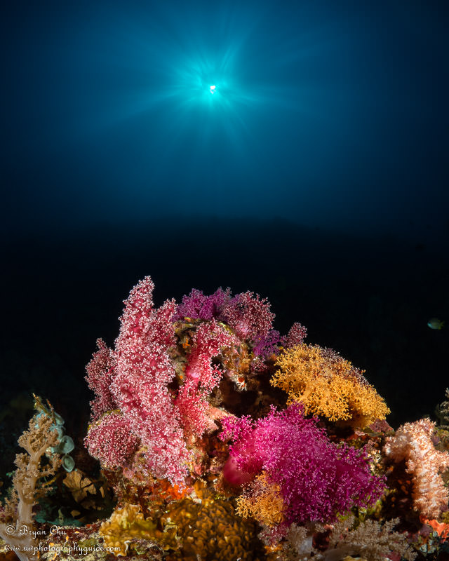 Current View Point. Another sunball from about 100 ft, probably the nicest one from the trip! Olympus OM-D E-M1, Olympus 8mm f/1.8 fisheye lens, Nauticam housing, Sea & Sea YS-D1 strobes. f/18, 1/320 sec, ISO 200.