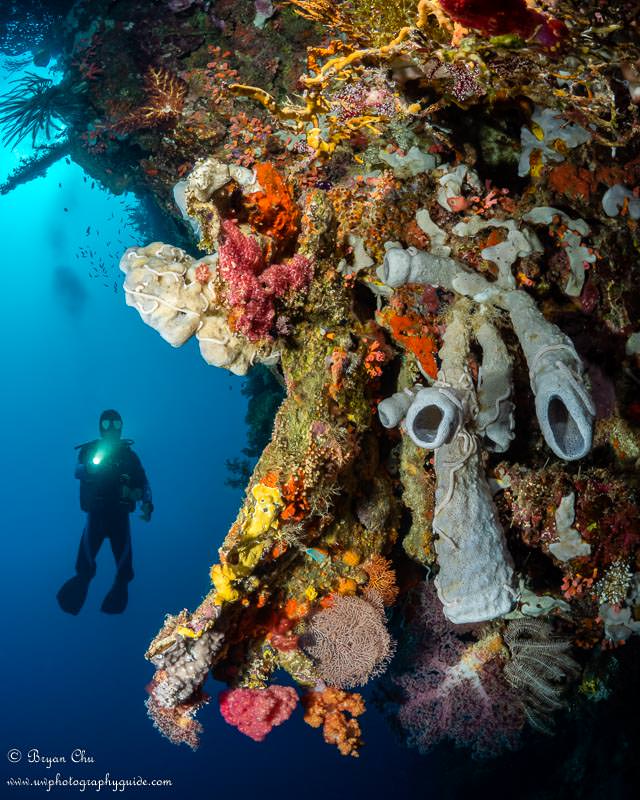Nice sponges under an overhang at Balay Reef. This was shot straight up. Olympus OM-D E-M1, Olympus 8mm f/1.8 fisheye lens, Nauticam housing, Sea & Sea YS-D1 strobes. f/11, 1/320 sec, ISO 200.