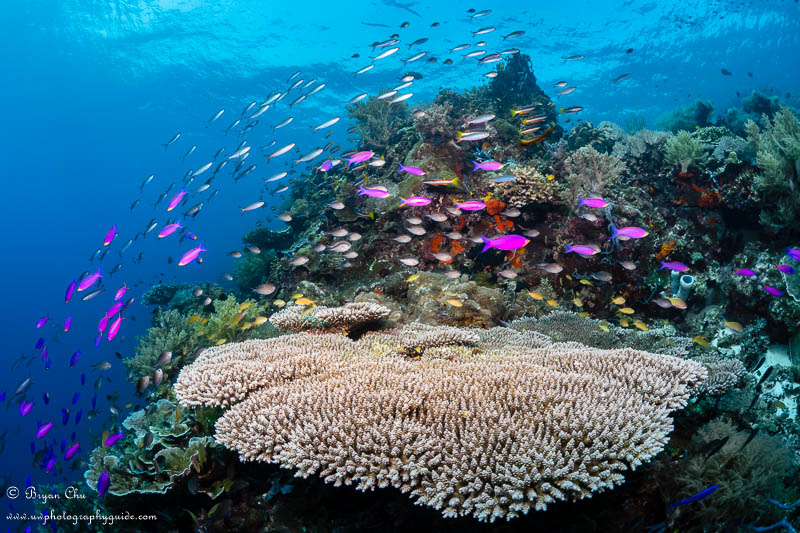 Catching fish in motion at Chapel Point. Olympus OM-D E-M1, Olympus 8mm f/1.8 fisheye lens, Nauticam housing, Sea & Sea YS-D1 strobes. f/7.1, 1/125 sec, ISO 200.