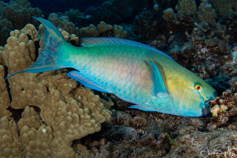 Sony a6100, Sony 30mm Macro Lens, Salted Line Housing, Short Macro Port, Dual Sea& Sea Strobes f/8, 1/160, ISO 100 Sony a6100, Sony 30mm Macro Lens, Salted Line Housing, Short Macro Port, Dual Sea& Sea Strobes f/8, 1/160, ISO 100