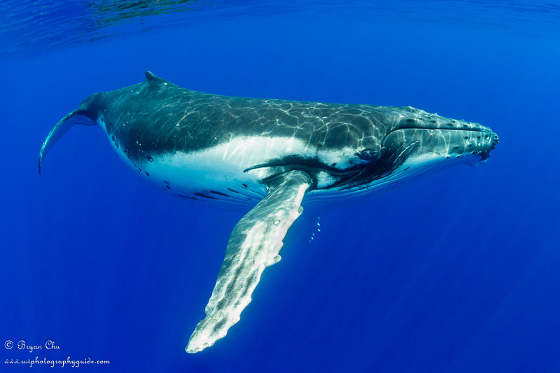 Juvenile humpback whale photographed underwater using shutter priority mode.