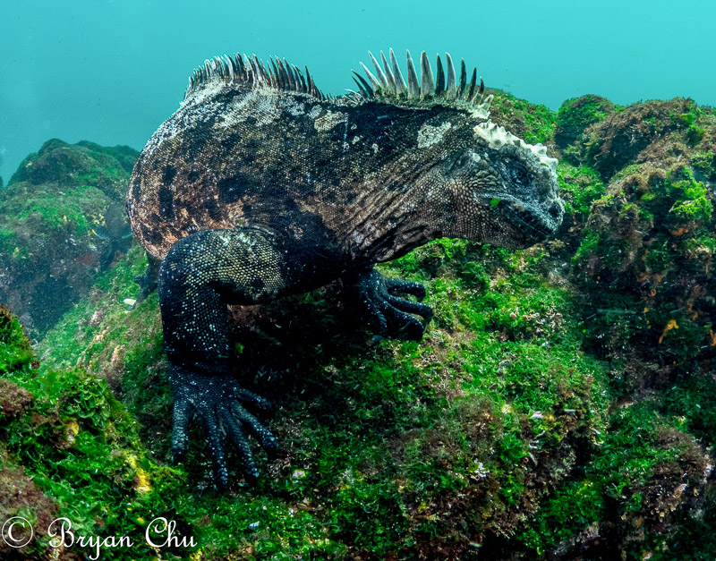 Marine iguana. Olympus OM-D E-M1, Olympus 8mm f/1.8 fisheye lens, Nauticam housing, Sea & Sea YS-D1 strobes. f/8, 1/125 sec, ISO 200. Shot in aperture priority mode with -1.3 exposure compensation. With this lighting, aperture mode worked fine, but there are many times where it won't (see below)... Marine iguana photographed using aperture priority mode.