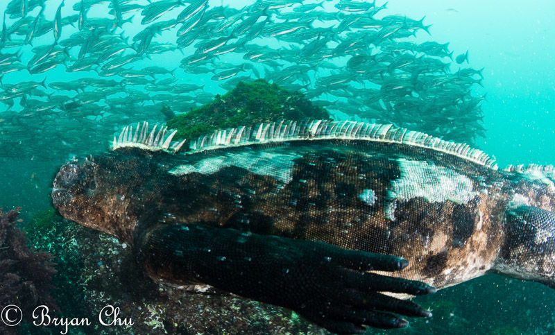 Blurry marine iguana shot in aperture priority. Olympus OM-D E-M1, Olympus 8mm f/1.8 fisheye lens, Nauticam housing, Sea & Sea YS-D1 strobes. f/8, 1/40 sec, ISO 200. Yikes, that's a really slow shutter speed! Marine iguana swimming, blurry due to slow shutter speed from aperture mode.