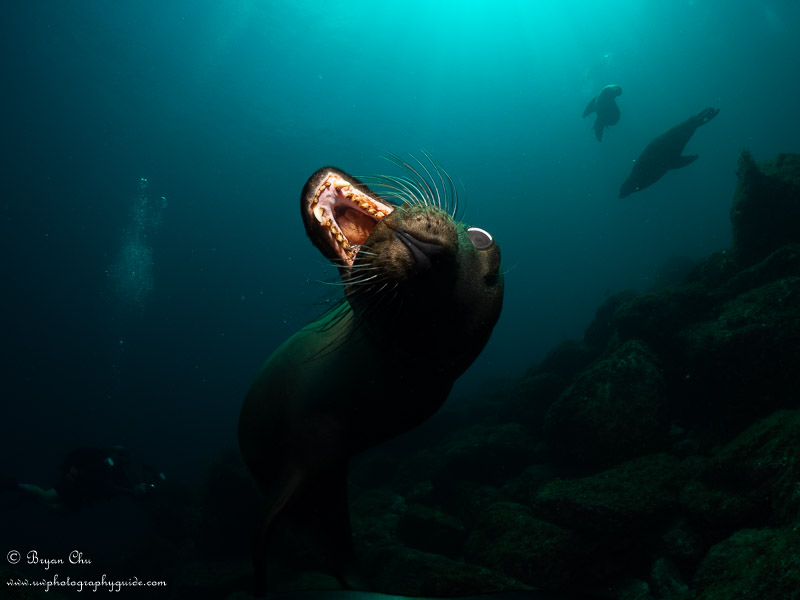 Shooting in manual mode in the Sea of Cortez, I had my exposure set for shooting upwards, and then this sea lion swam at me at eye level and snapped his teeth! Shooting in shutter priority would have allowed me to take this image with much better exposure. It might also have allowed me to pay enough attention to my strobes to notice one of them had the fiber optic cable fall out! f/10, 1/320 sec, ISO 200. Sea lion swimming right at camera and snapping mouth - very dark due to shooting in manual mode.