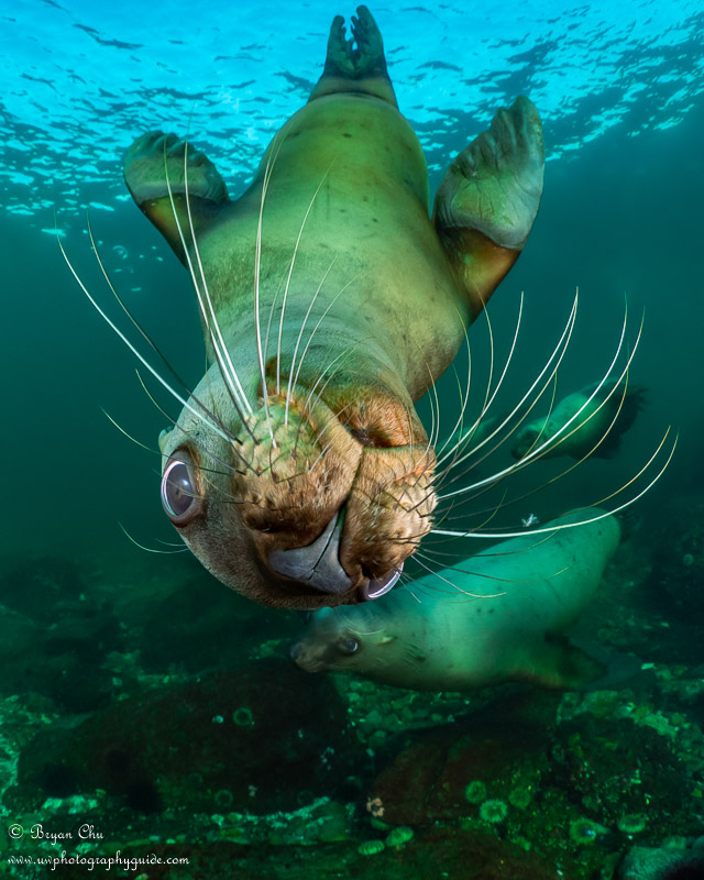 The first time I dove with sea lions at Hornby Island, I used shutter priority to be ready for anything, while I learned about their behavior and environment. It allowed me to flip from shooting some sea lions playing in front of me up to this very cute guy dive bombing from the surface, without messing up the exposure! Olympus OM-D E-M1, Olympus 8mm f/1.8 fisheye lens, Nauticam housing, Sea & Sea YS-D1 strobes. f/6.3, 1/200 sec, ISO 400, -1.7 exposure compensation. Sea lion dive bombing the camera