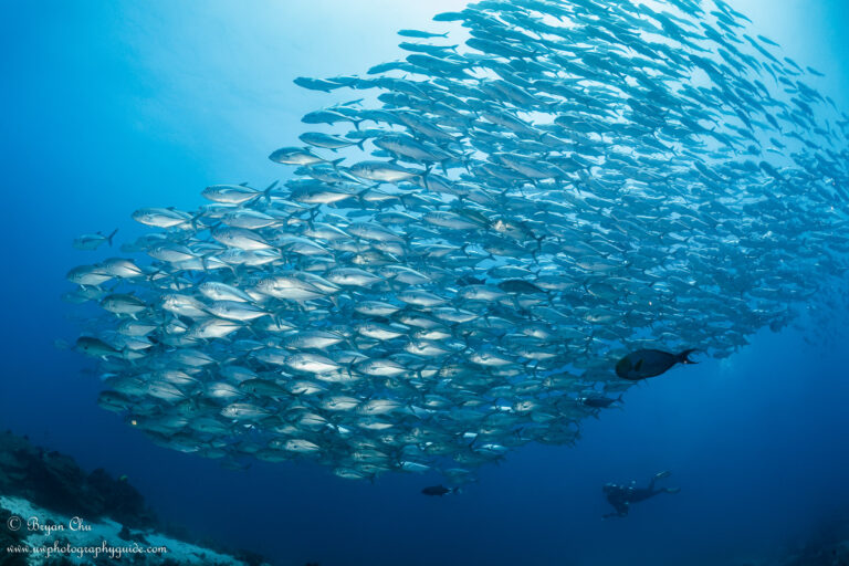 When Auto is Better than Manual - S and A Modes Kirsty with Jacks