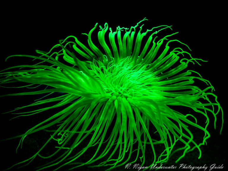 The Easiest Underwater Fluorescence Photography Kit fl61