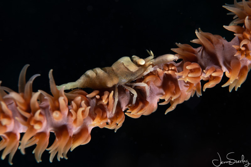 Sony a6100 with 30mm Macro Lens, Salted Line Housing, S&S YSD2j Strobes, f/22, 1/160, ISO100 Sony a6100 with 30mm Macro Lens, Salted Line Housing, S&S YSD2j Strobes, f/22, 1/160, ISO100