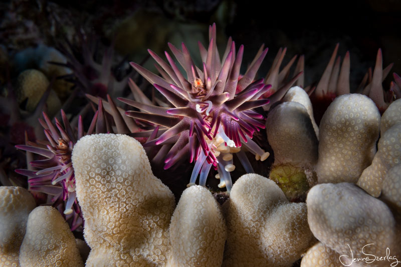 Sony a6100 with 30mm Macro Lens, S&S YSD2j Strobes, f/20, 1/160, ISO100 Sony a6100 with 30mm Macro Lens, Salted Line Housing, S&S YSD2j Strobes, f/20, 1/160, ISO100