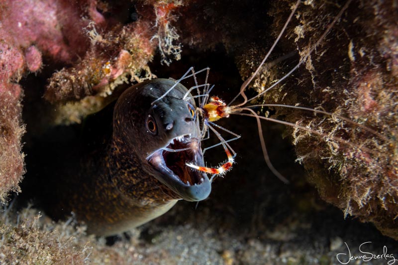 Sony a6100 with 30mm Macro Lens, Salted Line Housing, S&S YSD2j Strobes, f/7.1, 1/160 ISO 100 Sony a6100 with 30mm Macro Lens, Salted Line Housing, S&S YSD2j Strobes, f/7.1, 1/160 ISO 100