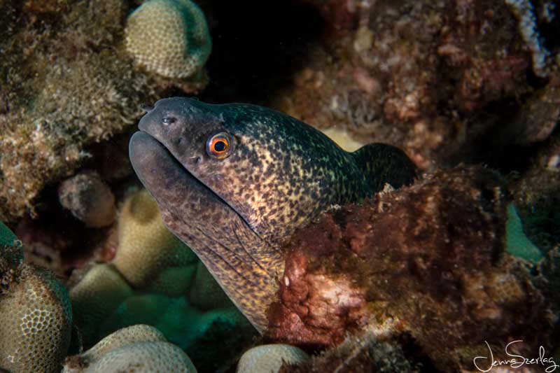 Sony a6100 with 30mm Macro Lens, S&S YSD2j Strobes, f/10, 1/160, ISO100 Sony a6100 with 30mm Macro Lens, Salted Line Housing, S&S YSD2j Strobes, f/10, 1/160, ISO100