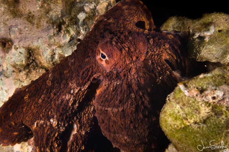 Day Octopus Sony RX100 VII f/6.3 1/250 ISO 100 Day Octopus Sony RX100 VII f/6.3 1/250 ISO 100