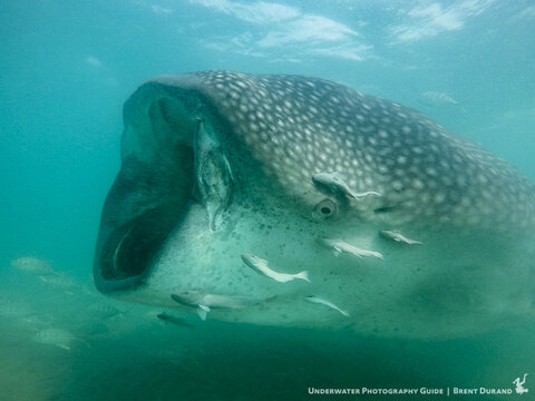 A whale shark opens wide! Shot on GoPro HERO5 as a still image. Photo: Brent Durand