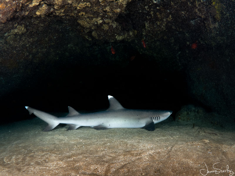 White Tip Reef Shark Maui, Hawaii. f/10, 1/160, ISO 200 Panasonic Lumix G 8mm Fisheye Lens, Ikelite Housing with dual Ikelite Strobes White Tip Reef Shark Maui, Hawaii. Panasonic Lumix G f/3.5 8mm Fisheye Lens, Ikelite Housing with dual Ikelite Strobes