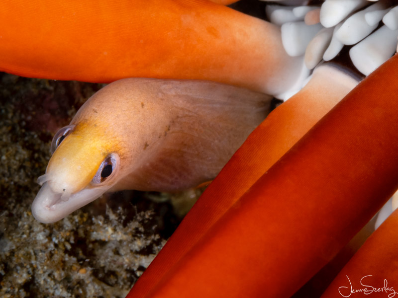 Dwarf Moray Eel Maui, Hawaii. f/20, 1/200, ISO 200 OM-D E-M5 MKIII with 60mm Macro Lens, Ikelite Housing with dual Ikelite Strobes Dwarf Moray Eel Maui, Hawaii. OM-D E-M5 MKIII with 60mm Macro Lens, Ikelite Housing with dual Ikelite Strobes