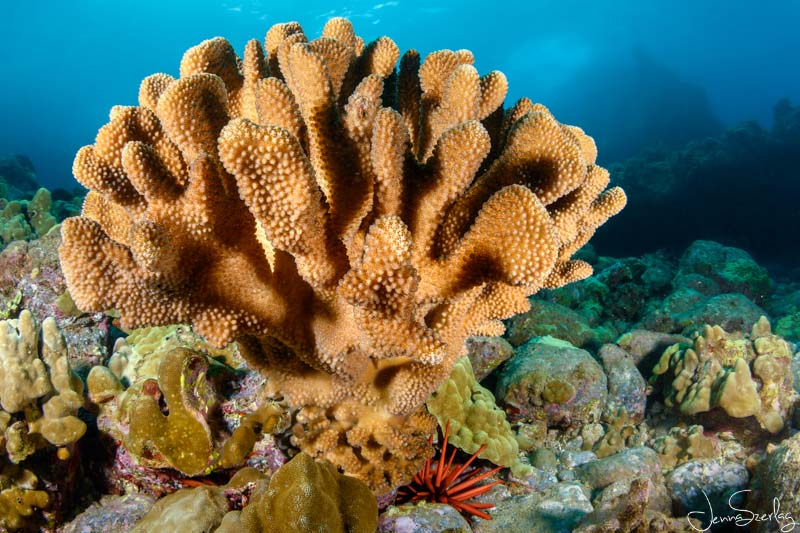 Nikon Z50, 8-15mm Fisheye, f/9, 1/125, ISO 100 Nikon Z50, 8-15mm Fisheye, f/9, 1/125, ISO 100